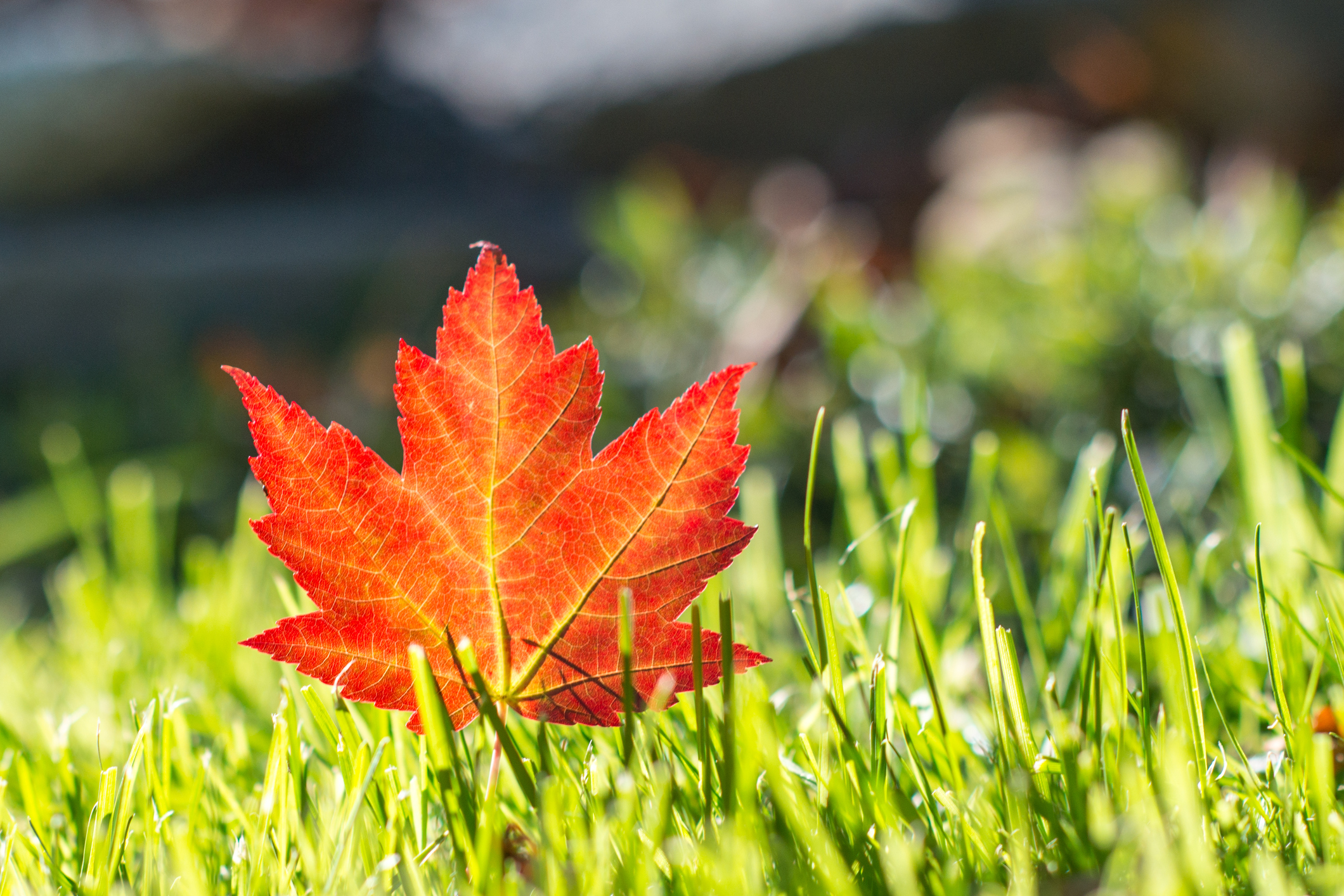 maple leaf canada immigration