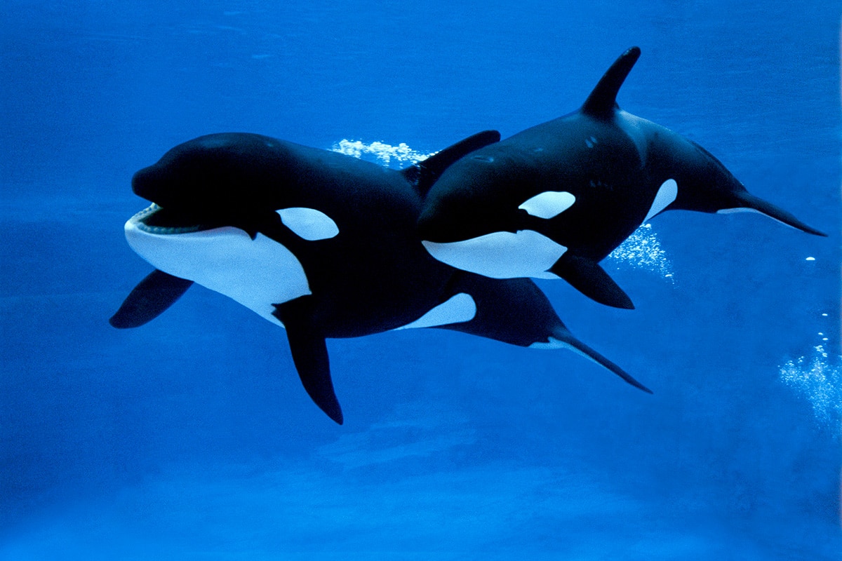 Canadian orcas