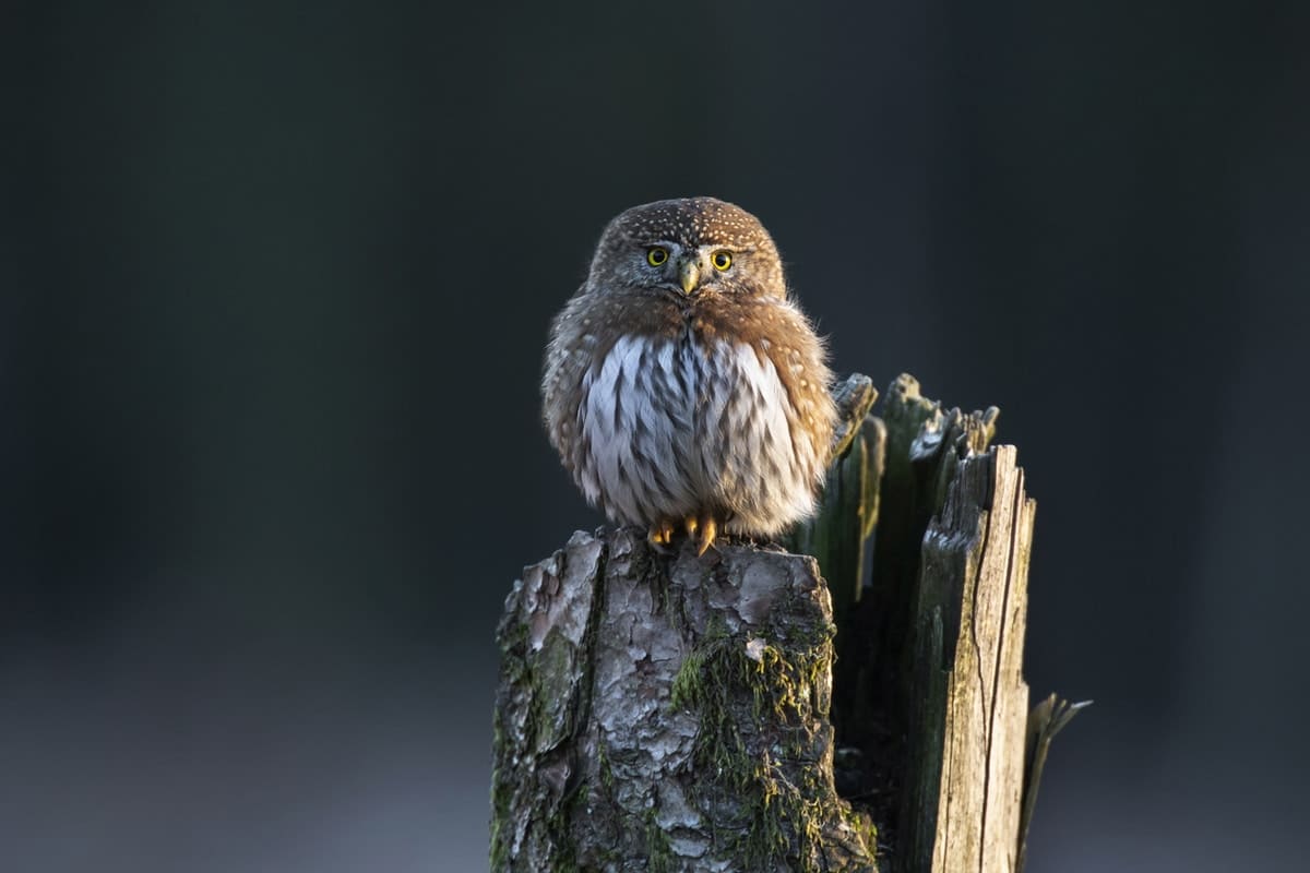Northern pygmy owl at Chilliwack BC Canada