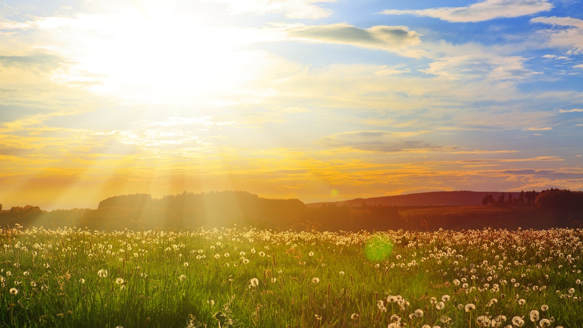 Sunny meadow