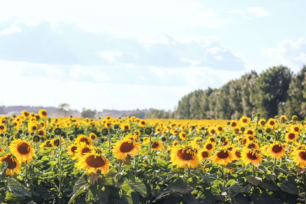 Sunflower field
