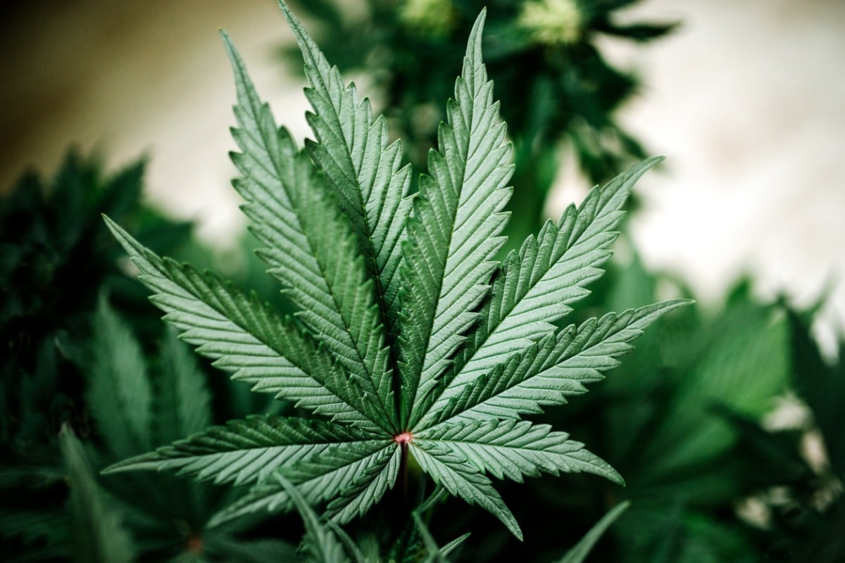 Cannabis leaf