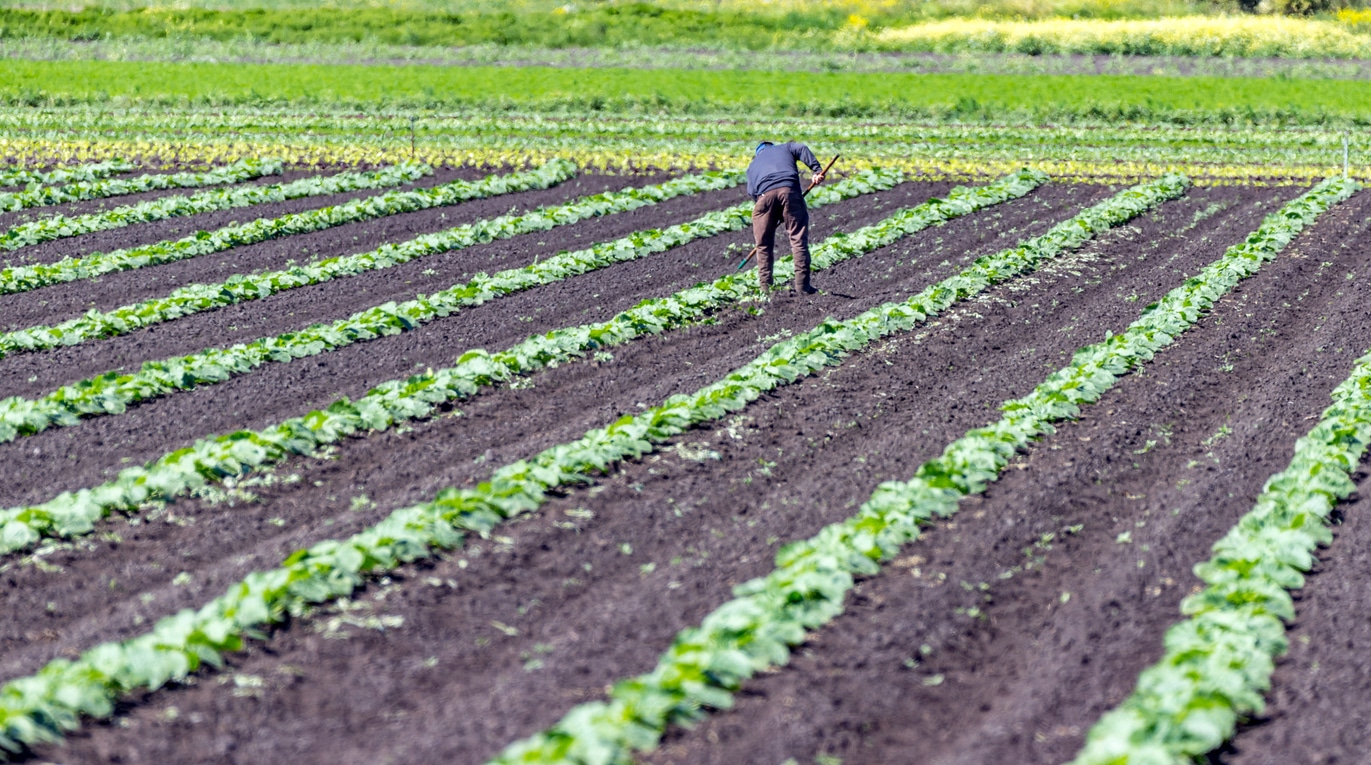 Farmer harvesting field