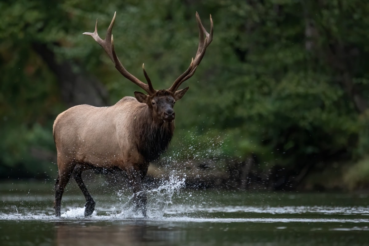 Elk