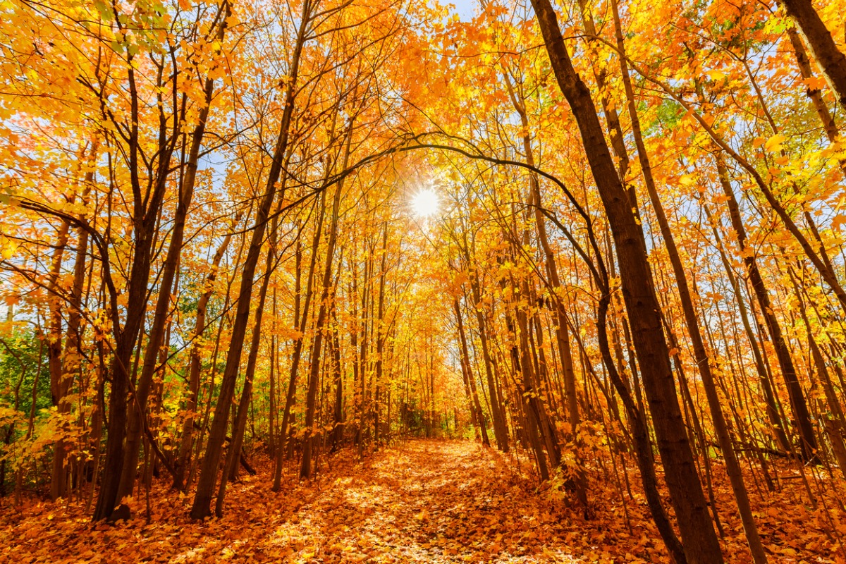 Canada fall landscape in the forest