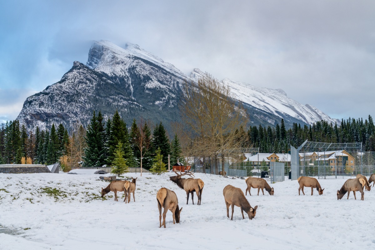 Elk graze in a snowy field near a mountain in Banff.