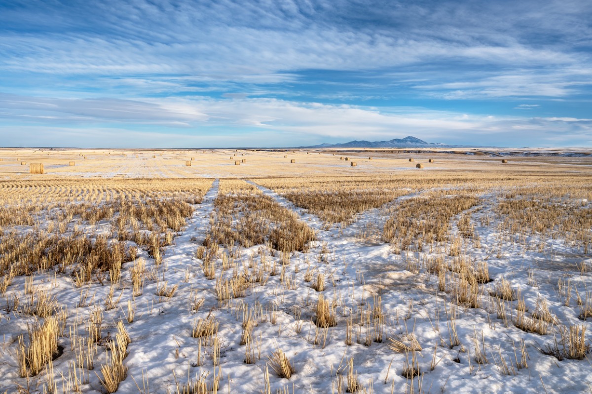 Snowy Alberta field