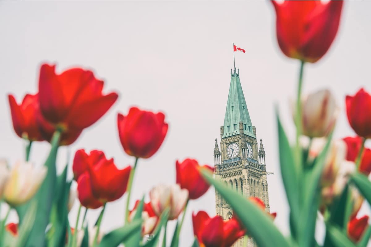 Tulips in Ottawa