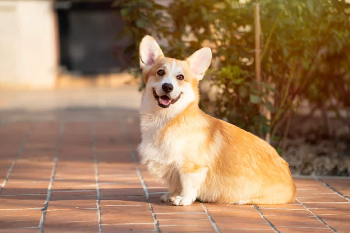 Immigrating to Canada often includes pets.