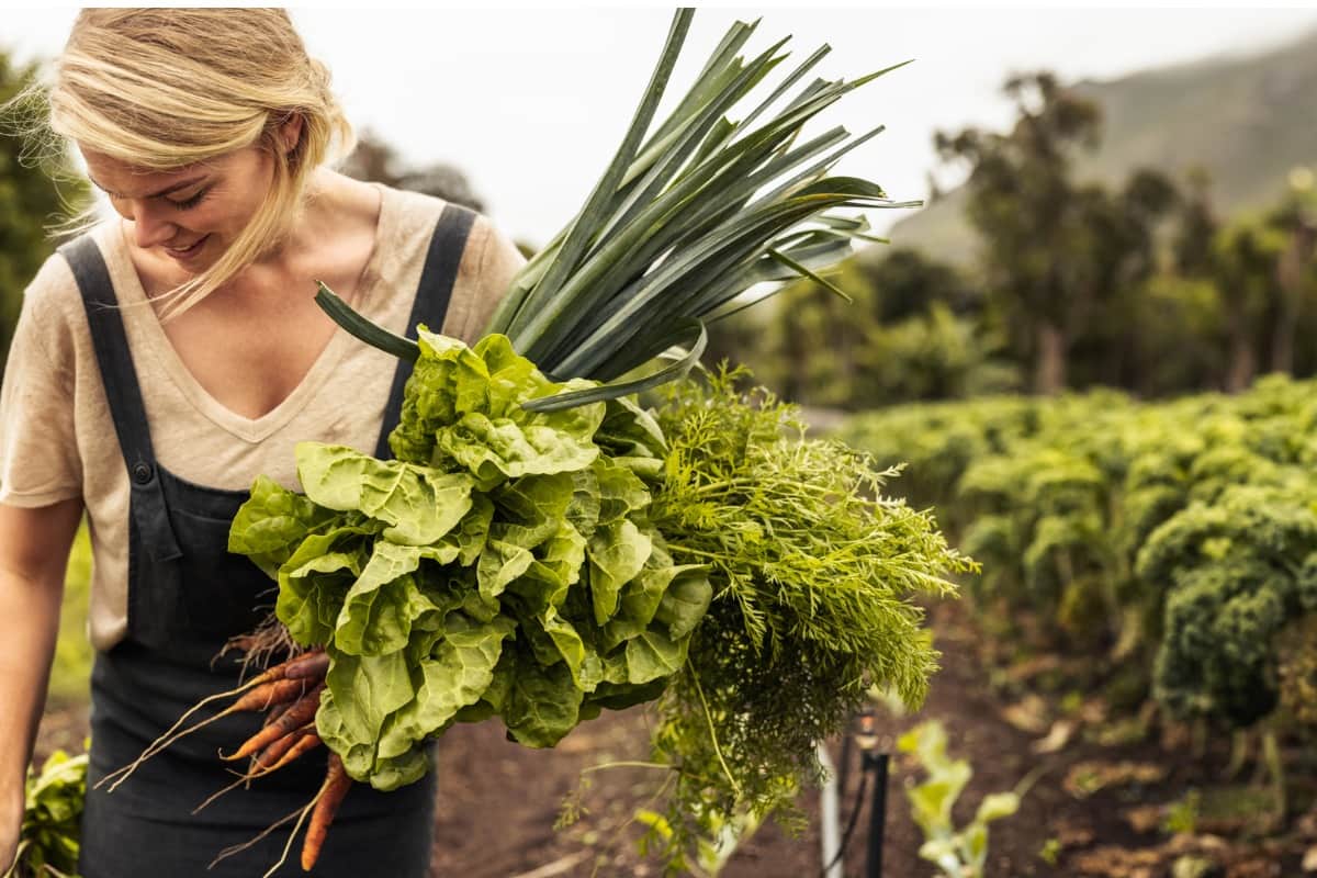 Woman harvesting vegetables