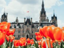 A scenic shot of Ottawa Government Palace from the angle of bright red tulips
