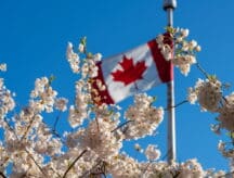 White flowers bloom in front of the CN Tower on a spring day as the Canadian flag blows in the background.