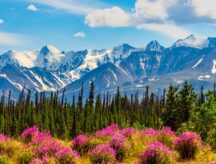 A view of snow capped mountains in the Yukon, with spring-kissed flowers in the foreground.