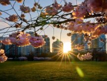 Cherry blossoms at sunrise in David Lam Park, Vancouver.