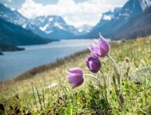 A flower blooms on the shores of Banff Lake