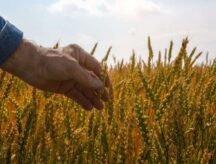 A hand holds a wheat stalk