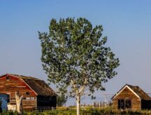 Rustic farm builsings and planters in the Town of Claresholm