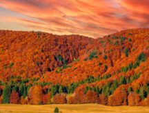 A picture of a wooded area in manitoba during autumn.