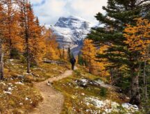A hiker walking through Banff National Park during autumn, with snow-capped mountains visible in the background.